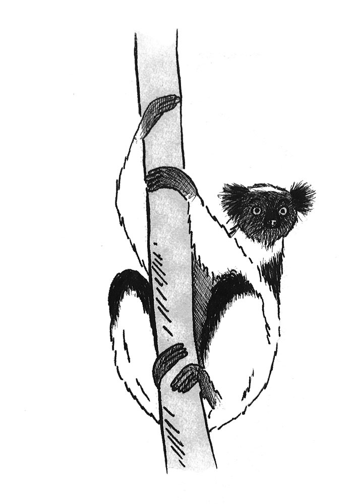 Illustration lémurien Maki Catta